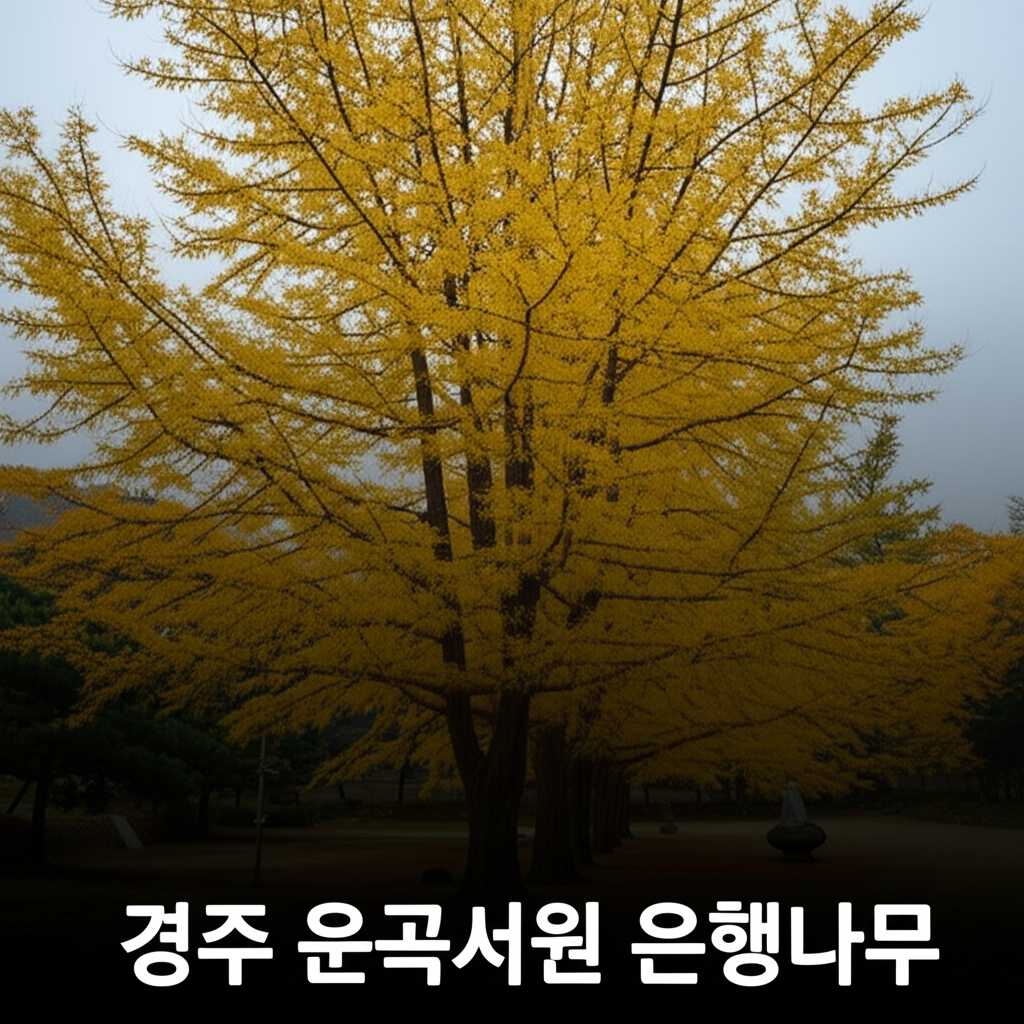 경주 운곡서원 은행나무